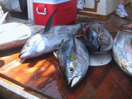 Yellowfin Tuna on the Deck Sixty pound Blue Plate Specials