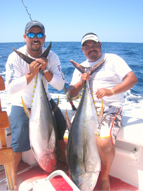 Yellowfin Tuna at The Tres Maria Islands to 250 Lbs!
