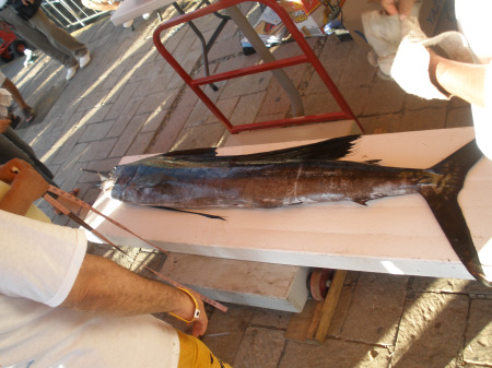  Sailfish or Pez Vela in Spanish on the inspection table / weigh in