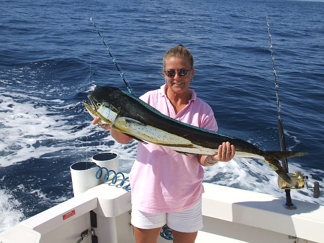 Dorado at  Punta Mita, wonderful color in this fish