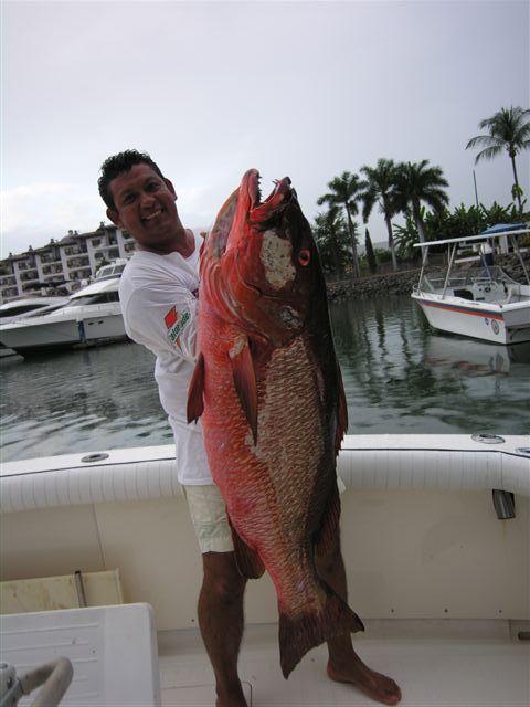 Capt Cesar again off Zig Zag with one monster Cubera Snapper!  