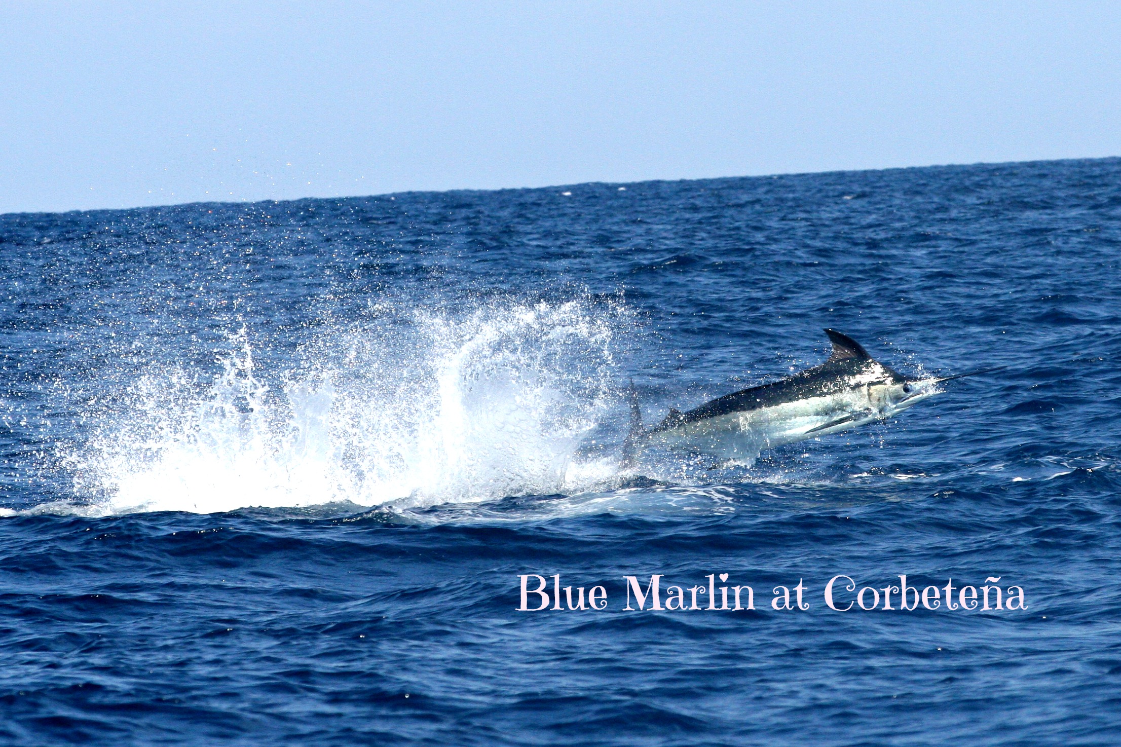 Blue Marlin Corbeteña