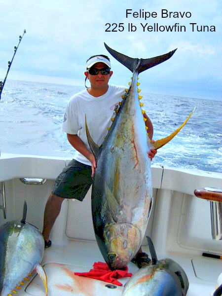 Felipe Bravo Yellowfin Tuna