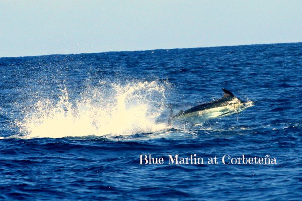 Blue Marlin Corbeteña RdPx 600