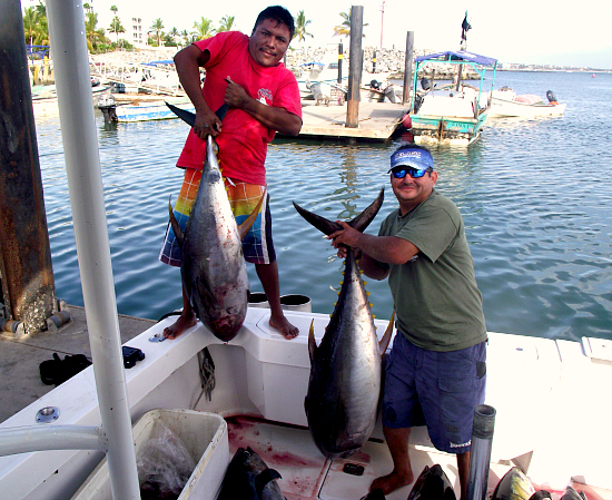 10 22 2013 Yellowfin Tuna 85 lbs enhanced 500 pxls