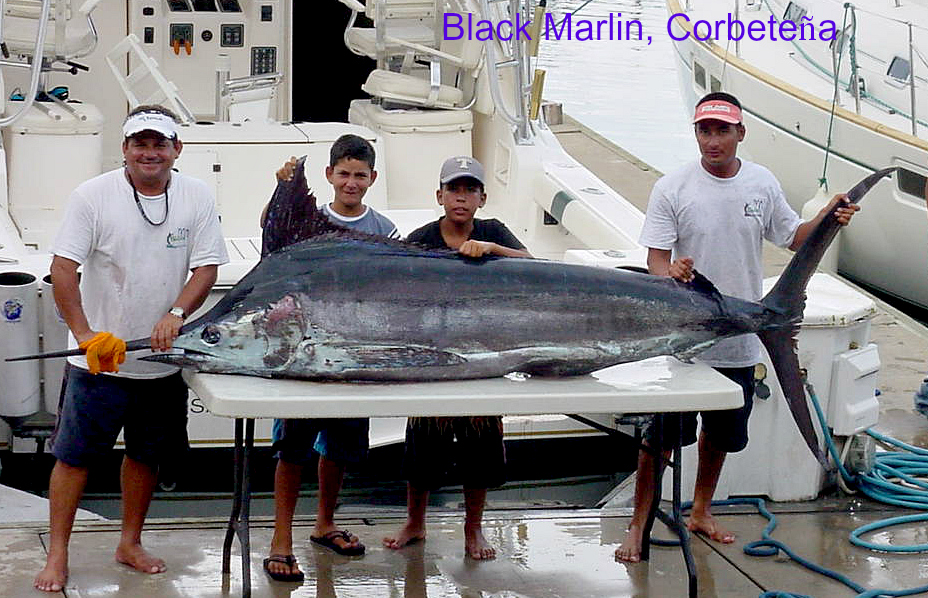 Black Marlin Corbeteña wCapt Kawi