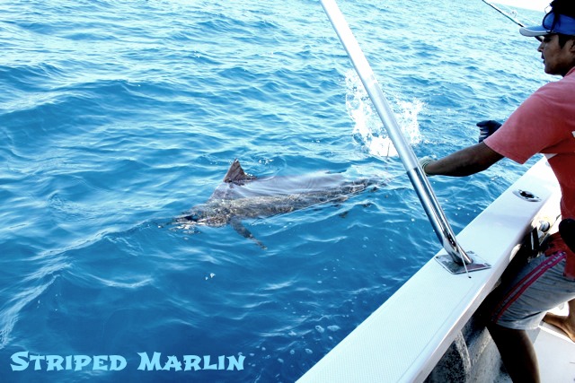 05 15 2015 Magnifico, Striped Marlin, Corbeteña Adjusted sin MBText