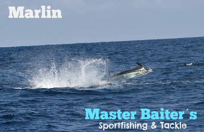 07 27 2015 Striped Marlin 650 Pxls MBTEXT