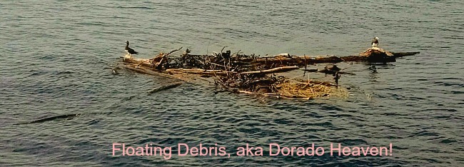 11 08 2015 floating debrix, Dorado heaven