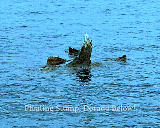 11 15 2015 Floating Stump, Dorado Below 650 pxls