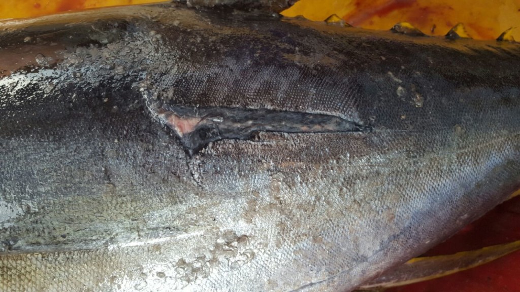 Rough, blistered looking skin, deformed and small fin, would you eat this fish? Yet the locals are being presented this as food???