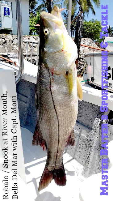 Now that the rains have started Snook (or Robalo in Spanish) are hanging out in front of the several River Mouths where they feed on twigs, leaves, roots, berries, who know´s what, but it´s a white meat fish that will get up to 45 lbs if you get a big one!