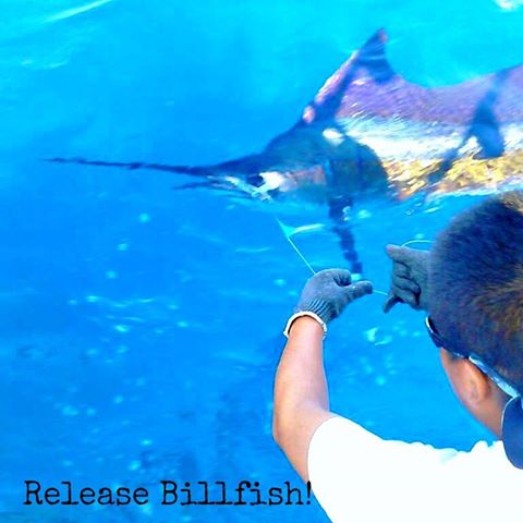 07 29 2016 Released Sailfish